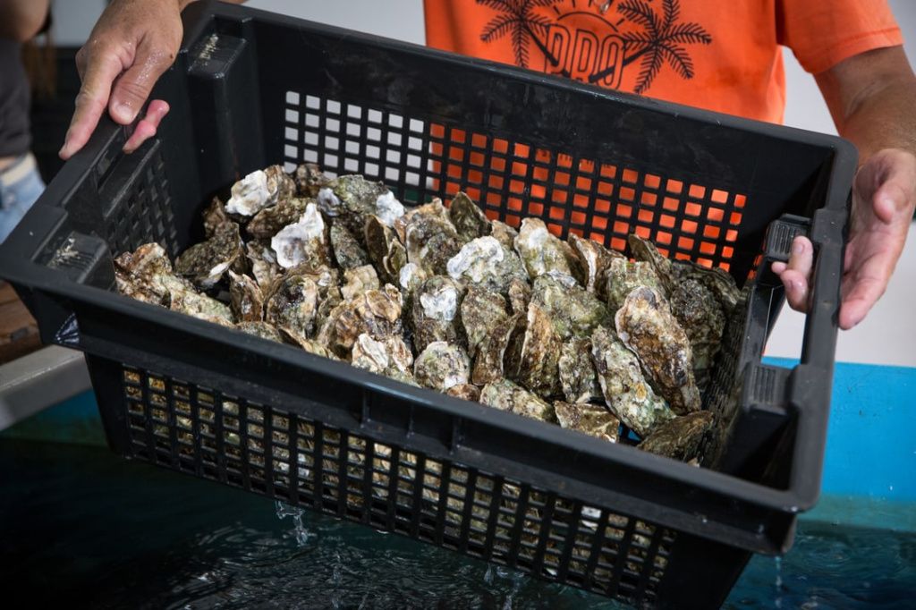 Устрицы Минсельхоз Крыма2.jpg