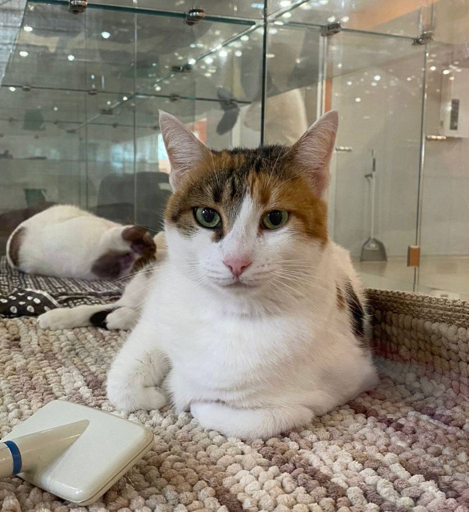 коты1.jpg коты1.jpg