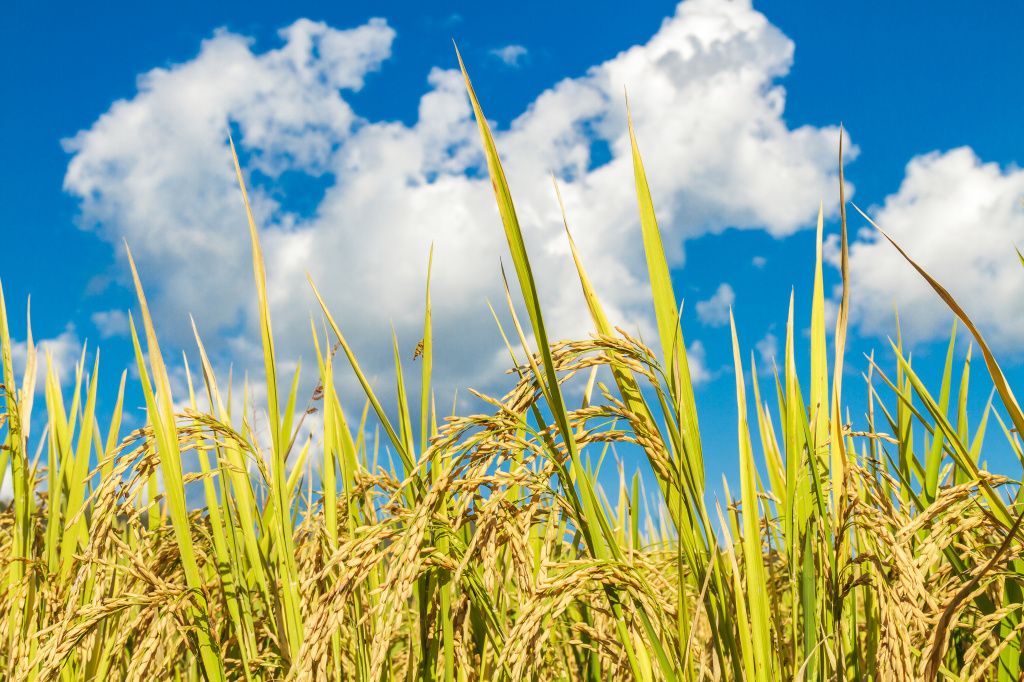 paddy-rice-field.jpg paddy-rice-field.jpg