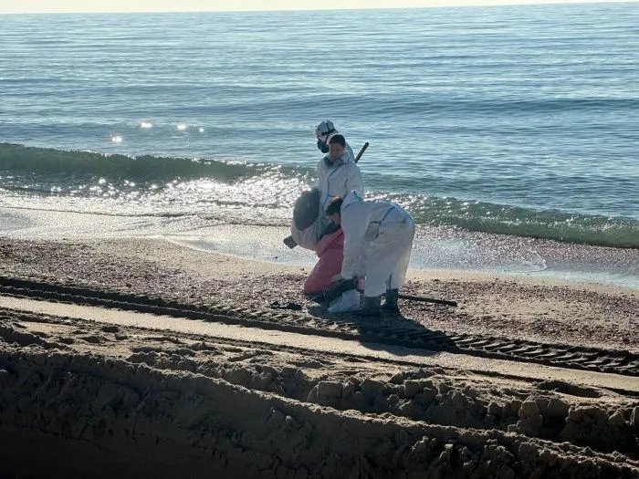 Обнаружено около 60 погибших дельфинов после разлива мазута в Керченском проливе Обнаружено около 60 погибших дельфинов после разлива мазута в Керченском проливе