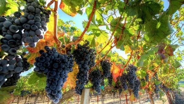 РБК: На импортозамещение в виноделии надо 150 млрд рублей и 10 лет
