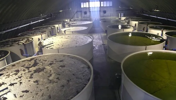 В Астраханской области построят завод по производству рыбы тиляпии