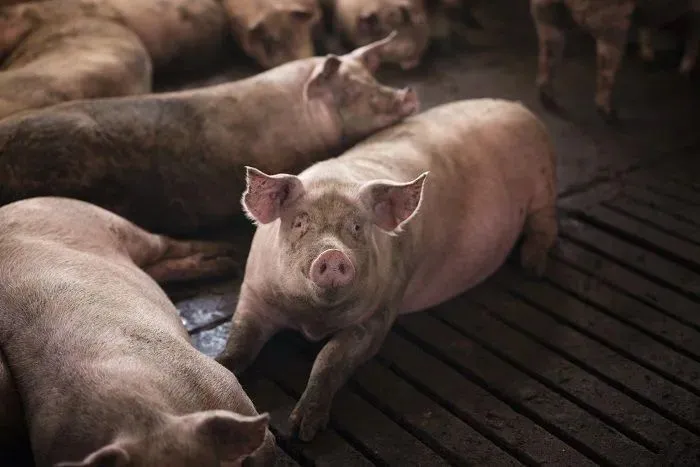 Из-за вспышки АЧС на ферме в Ейском районе уничтожат 20 тыс. голов свиней