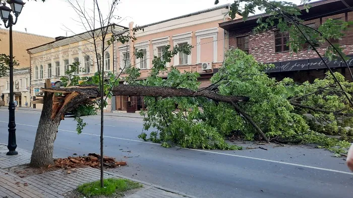 В Ростове на улице Московской упало дерево В Ростове на улице Московской упало дерево