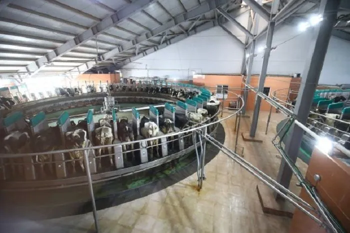Крупнейшая молочная ферма Волгоградской области в шесть раз увеличила производство