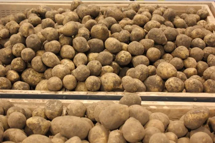 На Ставрополье урожайность картофеля в этом году выросла на 15%