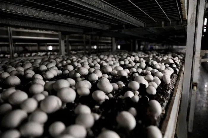 Около 20,6 тыс. тонн грибов вырастили предприятия в Краснодарском крае в 2022 году