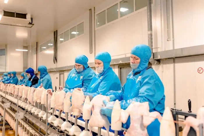 Произведенная на Дону пекинская утка будет экспортироваться в Китай Произведенная на Дону пекинская утка будет экспортироваться в Китай