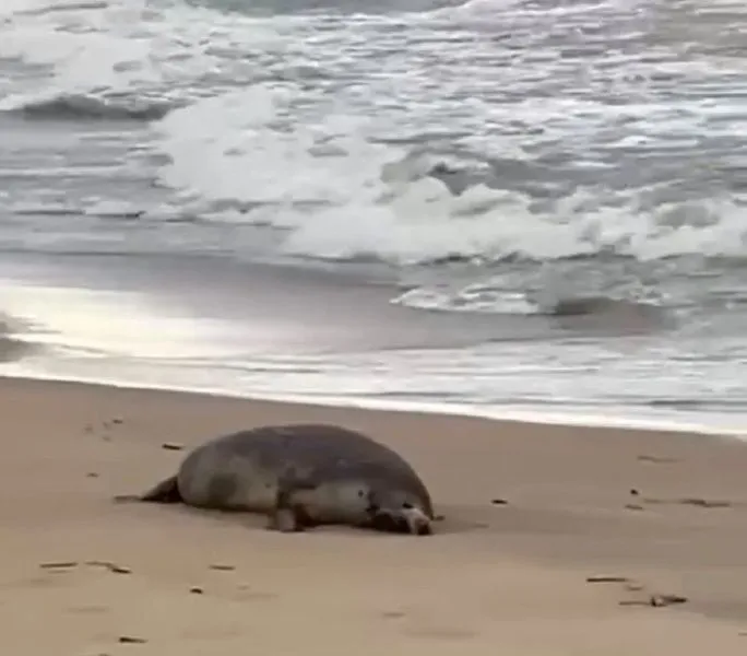 Росрыболовство обнаружило около 700 мертвых тюленей на берегу Каспия в Махачкале