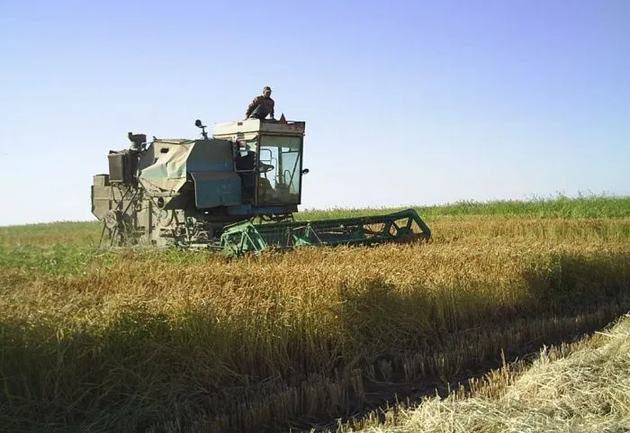 Дагестан в 2023 году планирует увеличить урожай риса