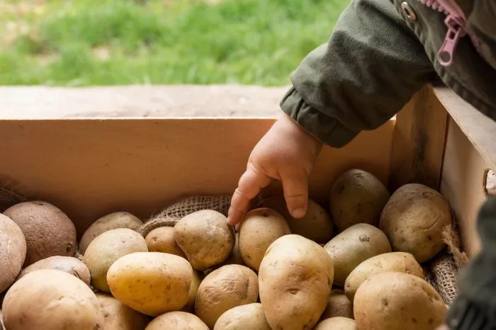 Астраханская область вышла на 4 место в стране по валовому сбору картофеля