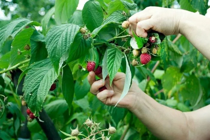 В 2023 году на Кубани построят теплицы для выращивания ягод