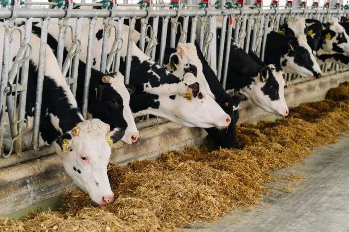 Агрохолдинг «Степь» нарастил производство молока в 3 раза за 5 лет Агрохолдинг «Степь» нарастил производство молока в 3 раза за 5 лет