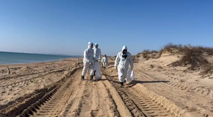 На трех участках в Анапе обнаружили новые выбросы мазута На трех участках в Анапе обнаружили новые выбросы мазута