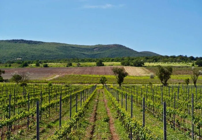 В Севастополе заложили 367 га новых виноградников в 2022 году