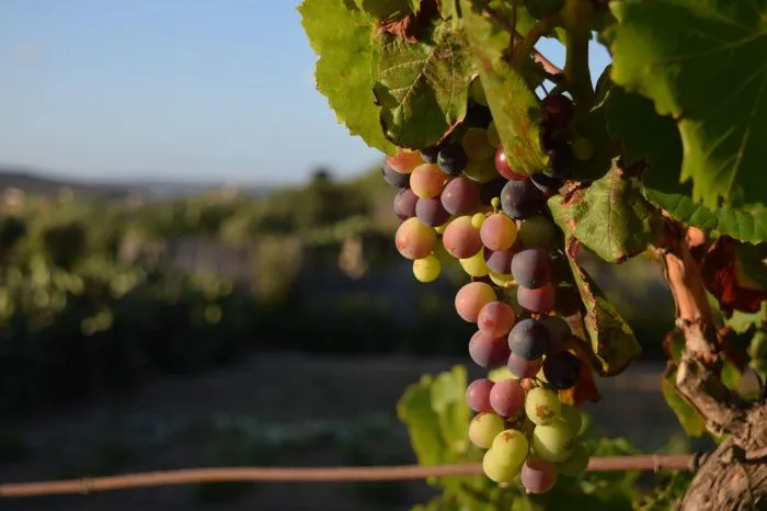Дагестан собрал рекордный урожай винограда и полностью обеспечил себя саженцами