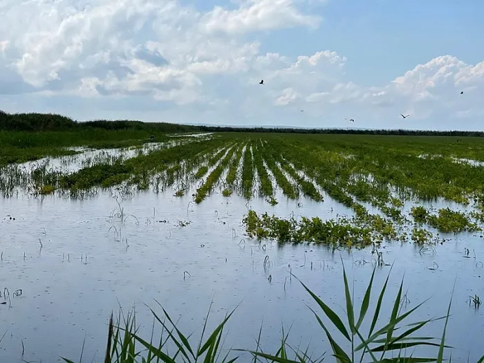 На Кубани обильные дожди могут сказаться на урожае риса и винограда