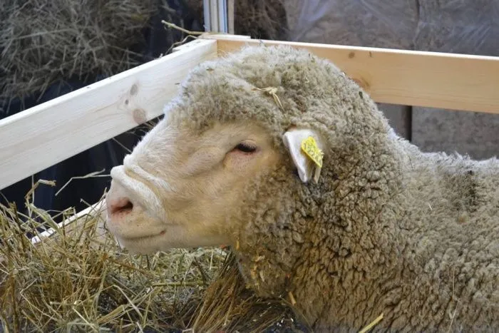 Селекционно-генетический центр овцеводства построят на Ставрополье