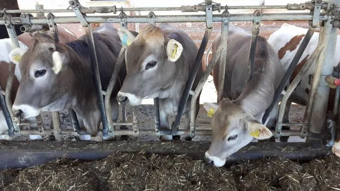 КБР лидирует в СКФО по росту производства продукции сельского хозяйства КБР лидирует в СКФО по росту производства продукции сельского хозяйства