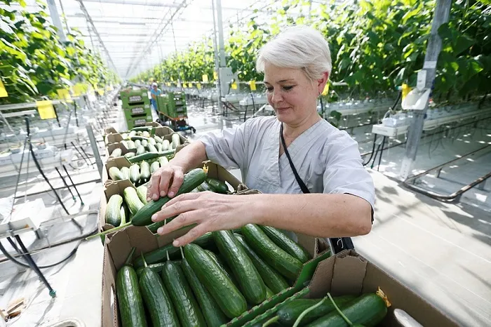 На Кубани до конца года увеличат сбор тепличной продукции до 112 тыс. тонн На Кубани до конца года увеличат сбор тепличной продукции до 112 тыс. тонн