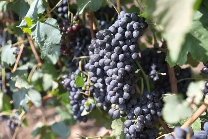 СМИ: Кубанские виноделы просят продлить срок продажи своей продукции после истечения срока лицензии