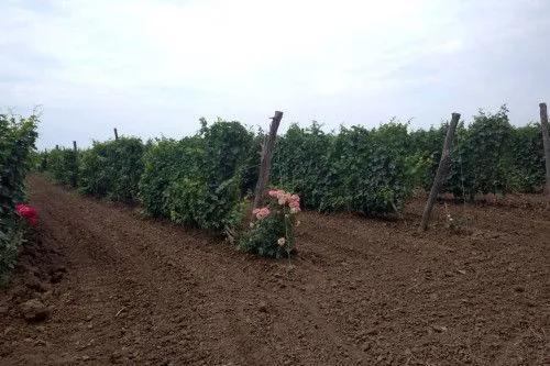 В Ростовской области приступили к созданию стратегии донского виноградарства и виноделия