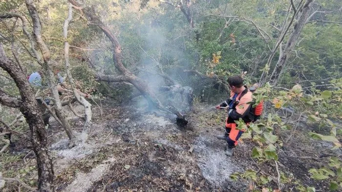 В Геленджике локализовали лесной пожар В Геленджике локализовали лесной пожар