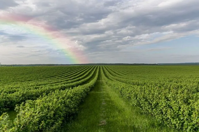 В Краснодарском крае планируют искусственно вызывать осадки над засушливыми территориями