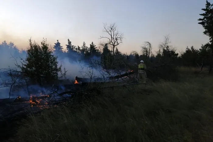 В Каменском районе пожарники локализовали возгорание на площади около 50 гектаров В Каменском районе пожарники локализовали возгорание на площади около 50 гектаров