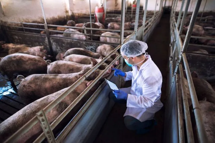 На 16,2% сократилось поголовье свиней в Краснодарском крае с начала 2023 года