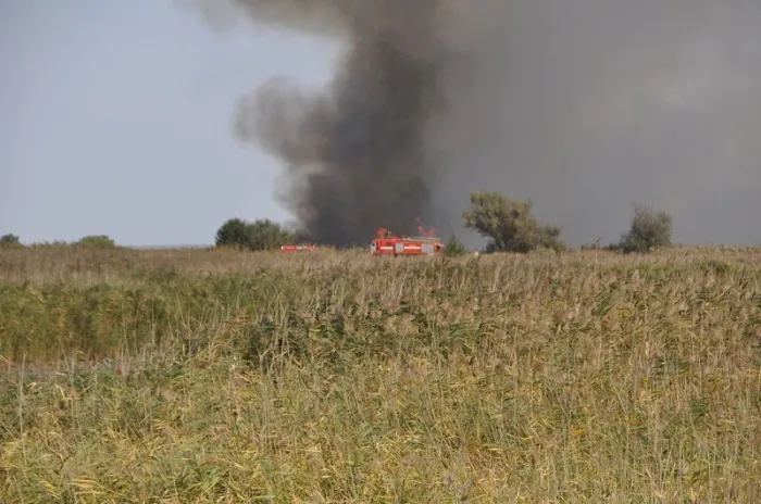 Пожар в Каменском районе Дона охватил 50 га леса Пожар в Каменском районе Дона охватил 50 га леса
