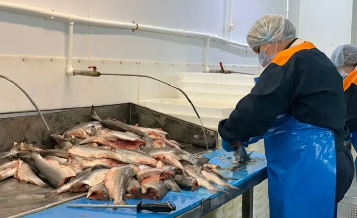 Ростовская область занимает первое место первое место по объемам производства рыбы в ЮФО