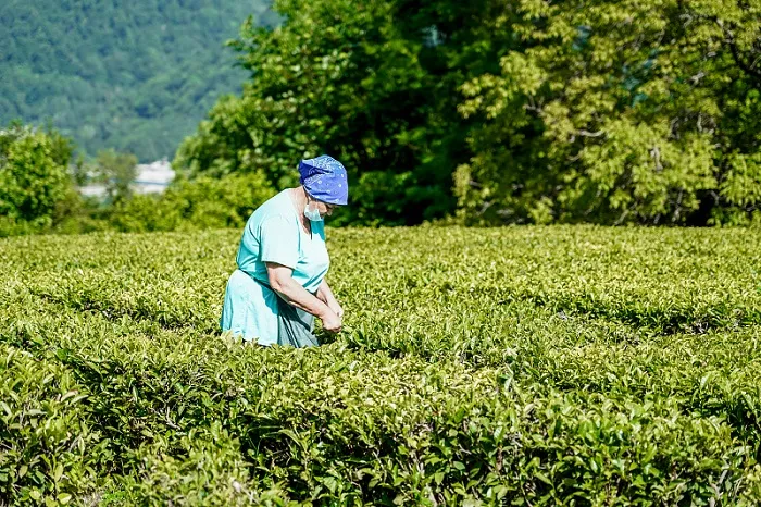 В Сочи аренда 538 га под чайные плантации признана судом незаконной