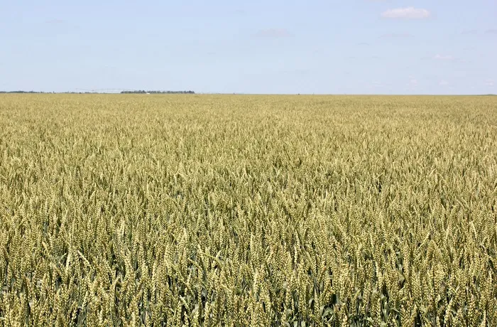 В Ставропольском крае стартовала уборка зерновых культур В Ставропольском крае стартовала уборка зерновых культур