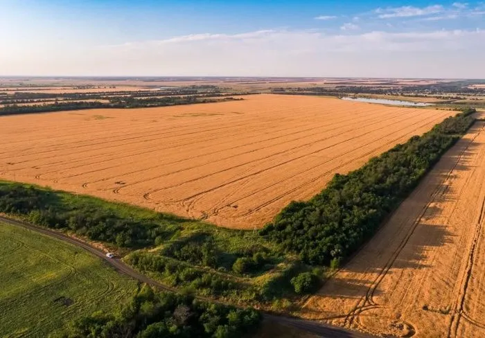 Агрохолдинг «СТЕПЬ» увеличил площади под свой сорт пшеницы
