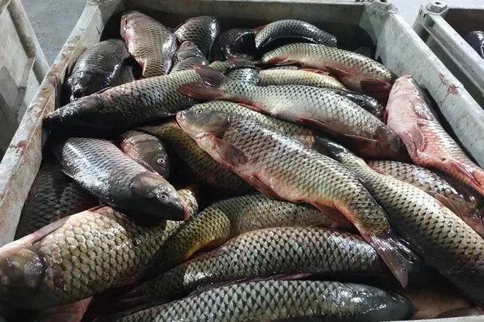 В Дагестане на 33% вырос объём переработки рыбы