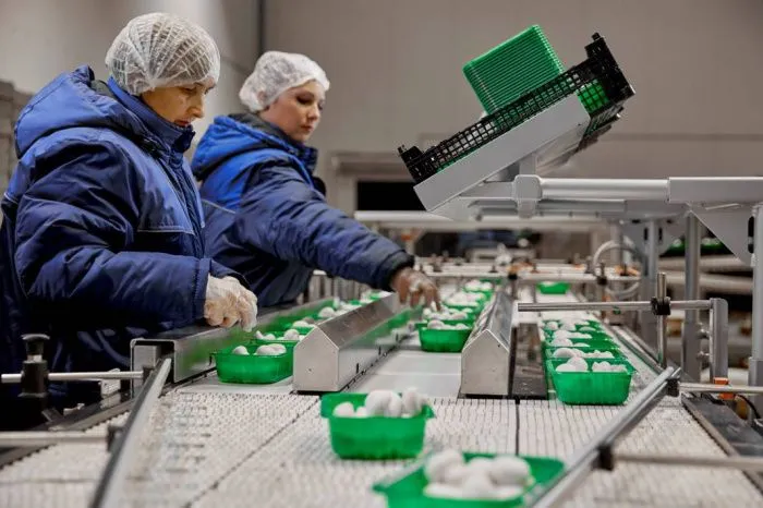 ПАО «Магнит» запустило на Кубани центр по выращиванию вешенок за 1 млрд рублей ПАО «Магнит» запустило на Кубани центр по выращиванию вешенок за 1 млрд рублей