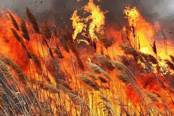 В Астраханской области горит 860 гектаров заповедника