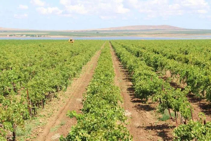 На Кубани в 2025 году планируют собрать до 240 тысяч тонн винограда