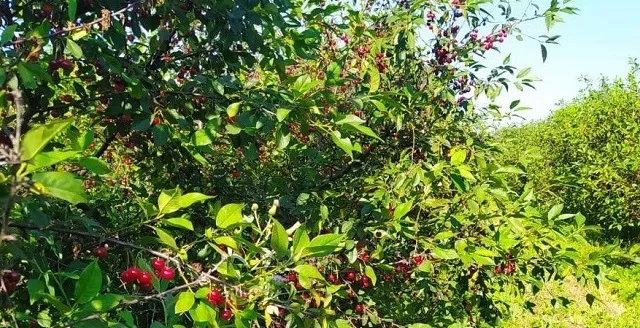 В Новоселицком районе Ставрополья стартовал сбор урожая вишни