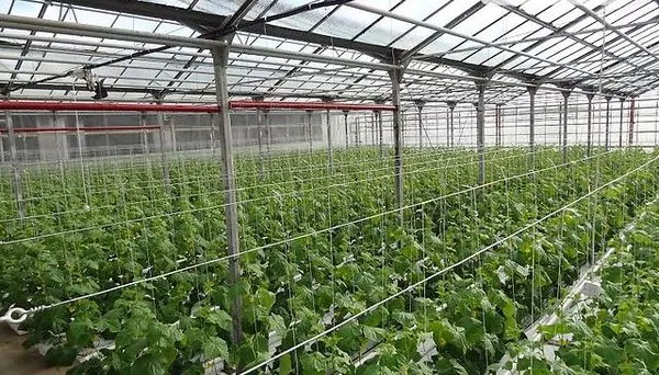 «Югагрохолдинг» построит агропромышленный парк в Дагестане за 10 млрд рублей «Югагрохолдинг» построит агропромышленный парк в Дагестане за 10 млрд рублей