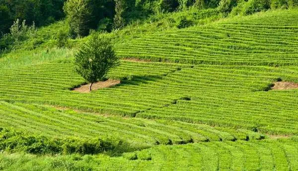 В Сочи планируется рекультивировать 400 га заброшенных чайных плантаций