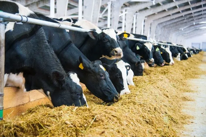 Агрохолдинг «СТЕПЬ» занял четвертое место по объемам производства молока в России