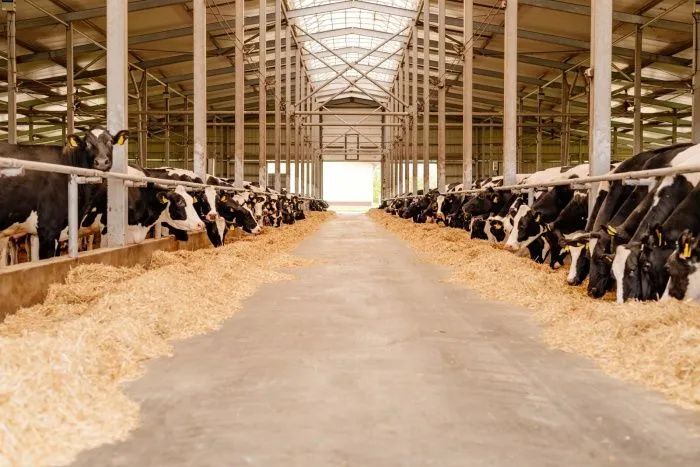 Надой молока в Агрохолдинге «СТЕПЬ» достиг 180 тыс. тонн в год