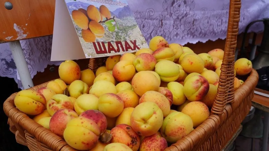 абрикосы Дагестана.jpeg абрикосы Дагестана.jpeg
