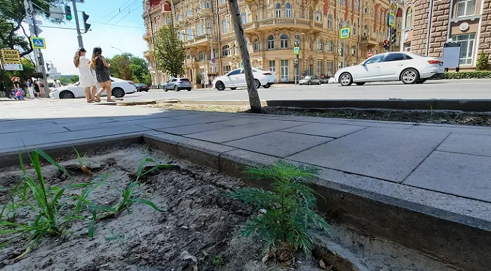Амброзия перед зданием администрации Ростова-на-Дону.jpg Амброзия перед зданием администрации Ростова-на-Дону.jpg
